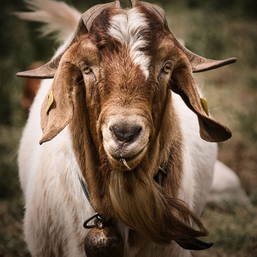 Black Forest Goat 2020 Schwarzwald Bike Marathon Furtwangen